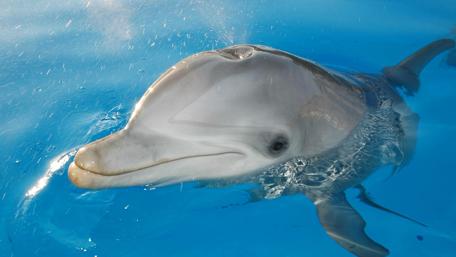 Joyful Dolphin Swimming in Crystal Blue Waters wallpaper