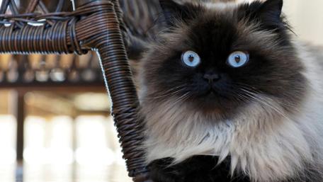 Fluffy Feline Companion wallpaper
