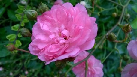 Delicate Pink Rose Blossom wallpaper