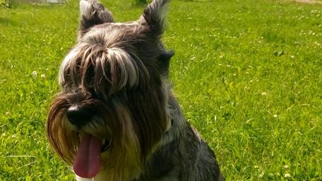 Playful Schnauzer Enjoying a Sunny Day Outside wallpaper
