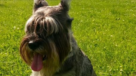 Playful Schnauzer Enjoying the Greenery wallpaper