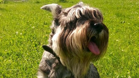 Playful Schnauzer Enjoying the Outdoors wallpaper