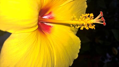 Golden Hibiscus Bloom in Stunning Detail wallpaper