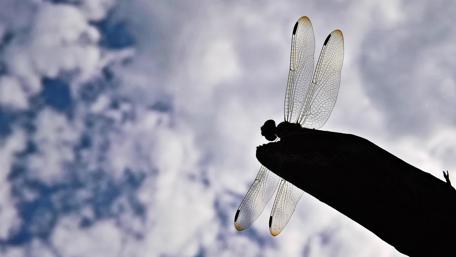 Dragonfly Silhouette Against a Cloudy Sky wallpaper