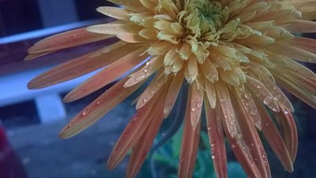 Golden Flower with Water Drops Shine Brightly wallpaper