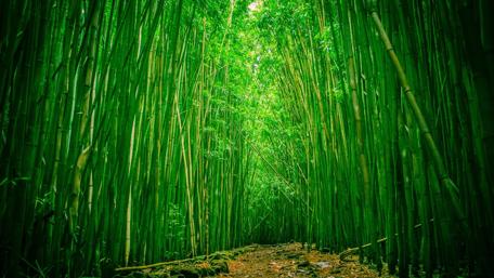Lush Bamboo Pathway in Serenity wallpaper