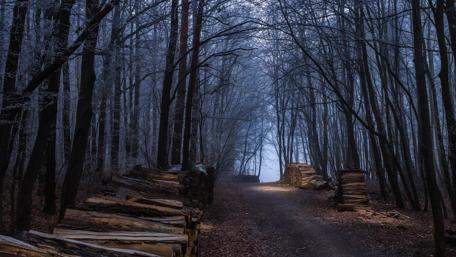 Enchanted Autumn Twilight Forest Path wallpaper