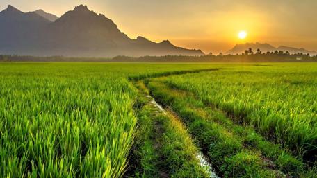 Golden Sunset Path Through Lush Fields wallpaper
