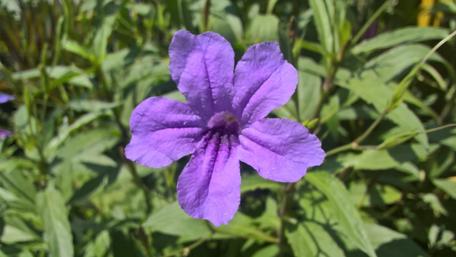 Vibrant Purple Blossom in Nature's Embrace wallpaper