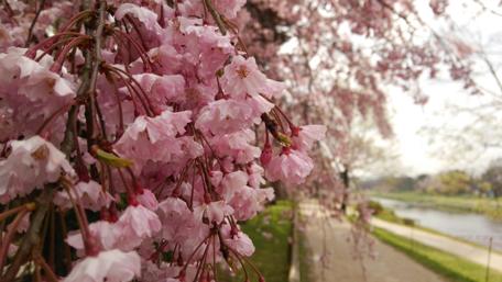 Blooming Path by the Lake in Springtime wallpaper