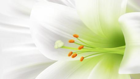 Serenity in Bloom wallpaper