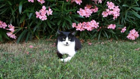 Charming Cat Among Flowers in Full Bloom wallpaper