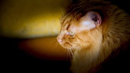 Majestic Feline in Soft Light wallpaper