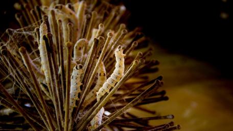 Intricate Silk Artistry in Nature wallpaper