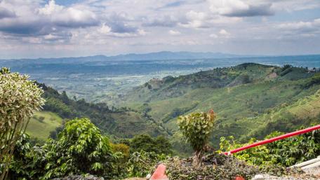 Serene Coffee Landscape of Quindio Colombia wallpaper