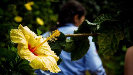 Vibrant Yellow Hibiscus in Bloom wallpaper
