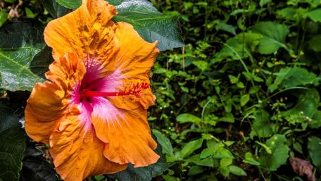 Vibrant Colombian Hibiscus Flower Displaying Nature's Beauty wallpaper
