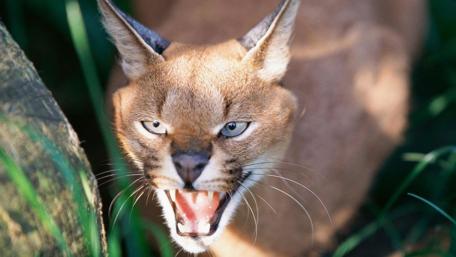Majestic Caracal on the Prowl in Nature's Embrace wallpaper
