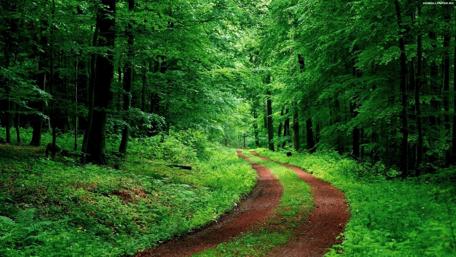 Lush Green Forest Pathway Awaits You wallpaper