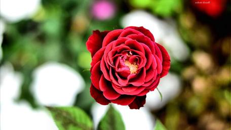 Vibrant Red Rose Blooming in Nature wallpaper