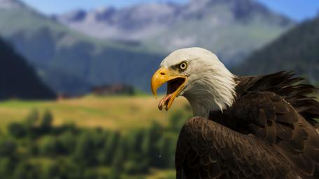 Majestic Eagle in Nature's Splendor wallpaper