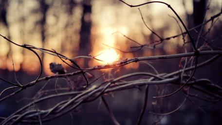 Autumn Sunset Through Twigs wallpaper