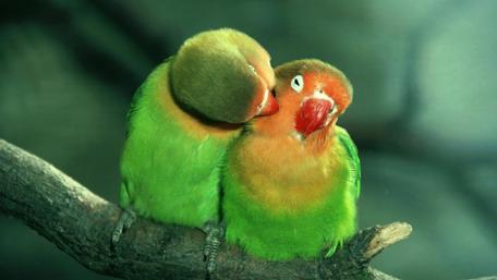 Affectionate Parrot Pair wallpaper
