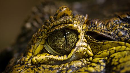 Majestic Crocodile Eye in Detail wallpaper