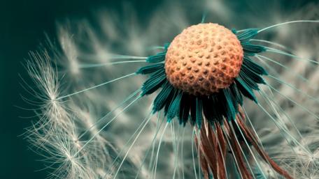 Ethereal Dandelion Whispers wallpaper