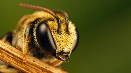 Macro of Intricate Bee Details wallpaper