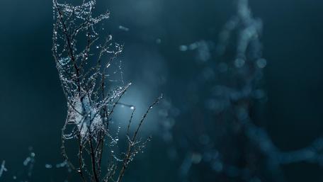 Dew-Kissed Branches in the Dawn Light wallpaper