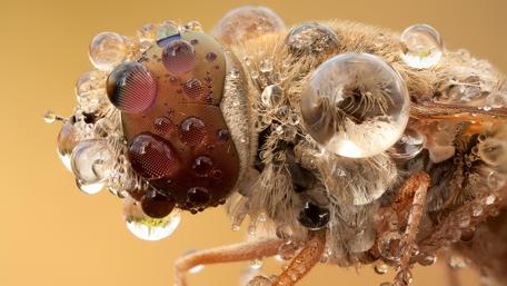 Dew-Kissed Insect Marvel wallpaper