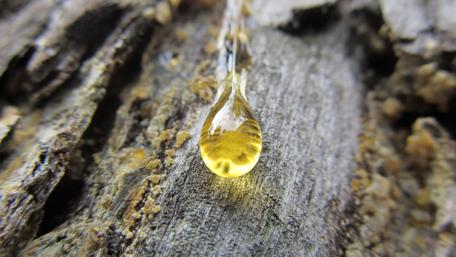 Golden Resin Droplet on Bark Surface wallpaper