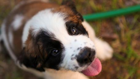 Playful Saint Bernard Puppy Joy wallpaper
