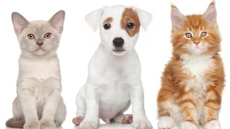 Adorable Trio of Furry Friends wallpaper