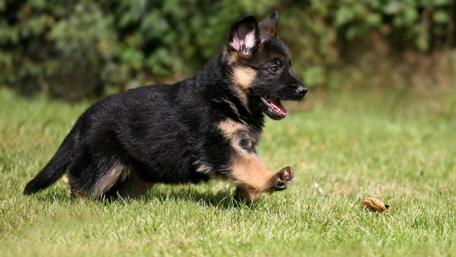 Playful German Shepherd Puppy Frolics in the Grass wallpaper