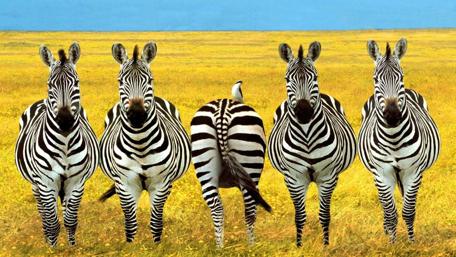Zebras in Harmony Across the Savannah wallpaper