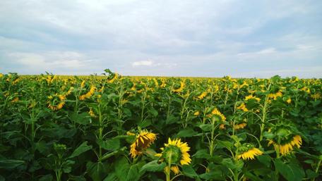 Vibrant Sunflower Field Under Cloudy Sky wallpaper