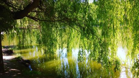 Serene Willow Reflections in Nature wallpaper