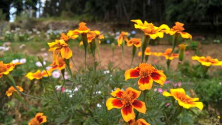 Vibrant Marigolds in Blooming Garden Scene wallpaper