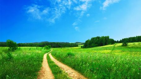 Pathway Through Lush Green Fields and Clear Skies wallpaper