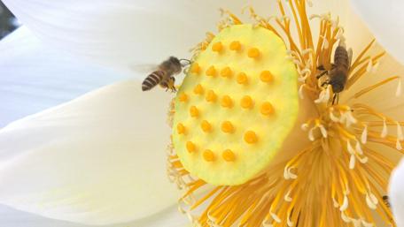 Bees Pollinating a Vibrant Flower Scene wallpaper