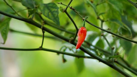 Red Hot Chili Pepper Tranquility wallpaper