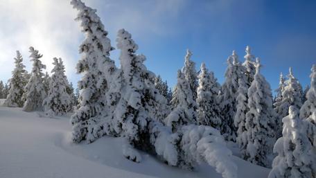 Winter Wonderland in Canada wallpaper
