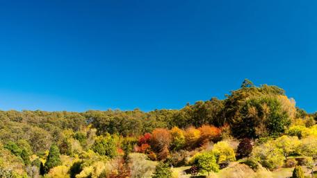 Vibrant Colors of Nature's Wonderland wallpaper