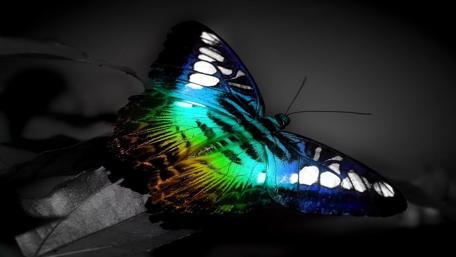 Vibrant Butterfly on Monochrome Leaves wallpaper
