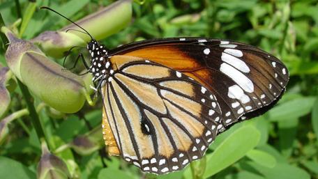 Magical Monarch Butterfly on Greenery wallpaper