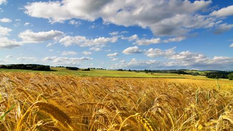 Golden Wheat Fields Under a Sunny Sky wallpaper