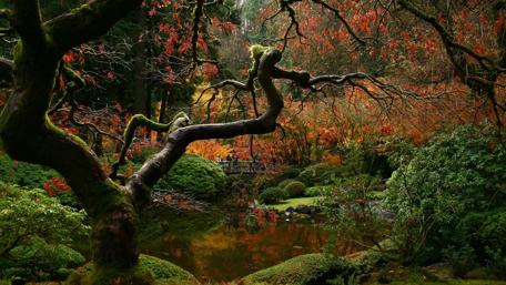 Serene Autumn Reflections in a Tranquil Garden wallpaper