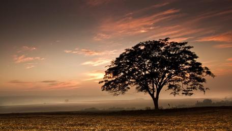 Lonely Tree at Sunset Over Stubbled Field wallpaper